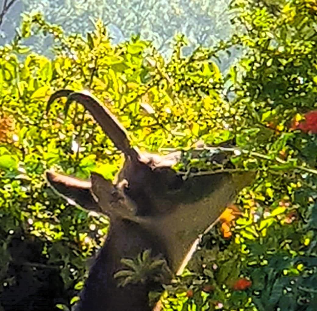 Villa Castel Maison-Table D'Hotes & Jardin-Refuge De Biodiversite Rillieux-la-Pape Ngoại thất bức ảnh